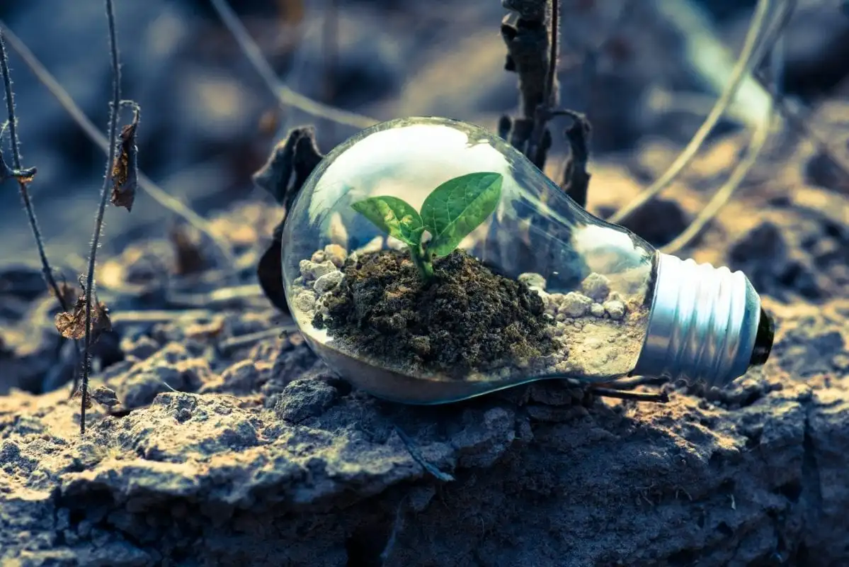 foto de uma planta crescendo para representar o cuidado que devemos ter com os crimes ambientais